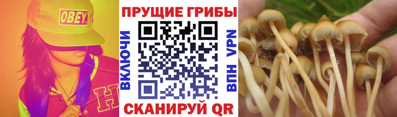 Галлюциногенные грибы Psilocybine cubensis  где найти наркотики  Шали 